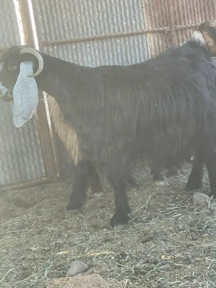 معزاء للبيع 0