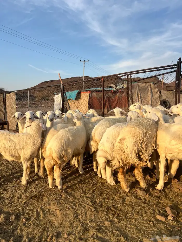 رخال حريات فاخرة مقنوي 0