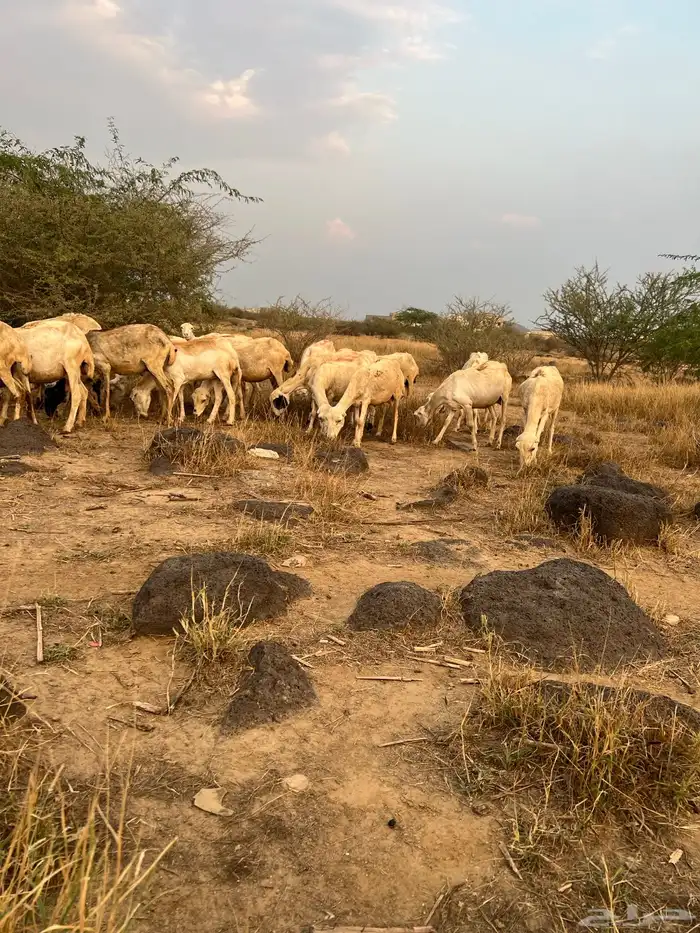 اعرض لكم ضان العدد 40 تحتها 20 وباقي الضان قرايب 3