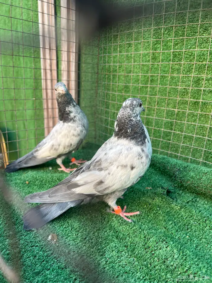 حمام بكستاني طبات 13