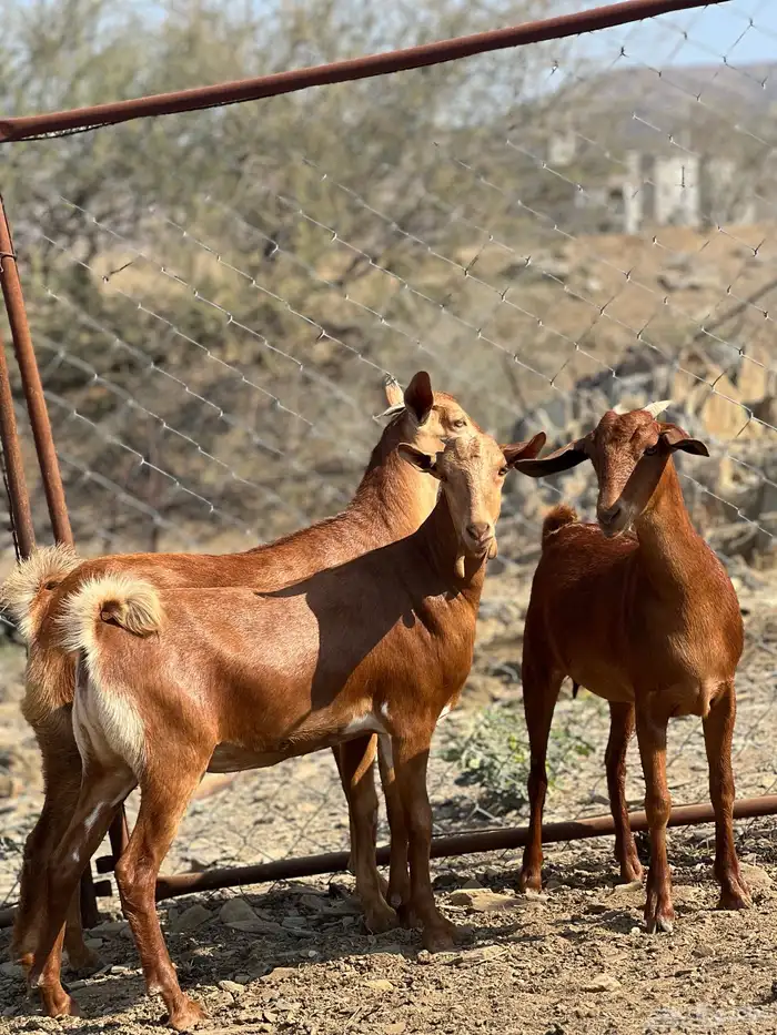 جفار دهم تأسيس مراح 7