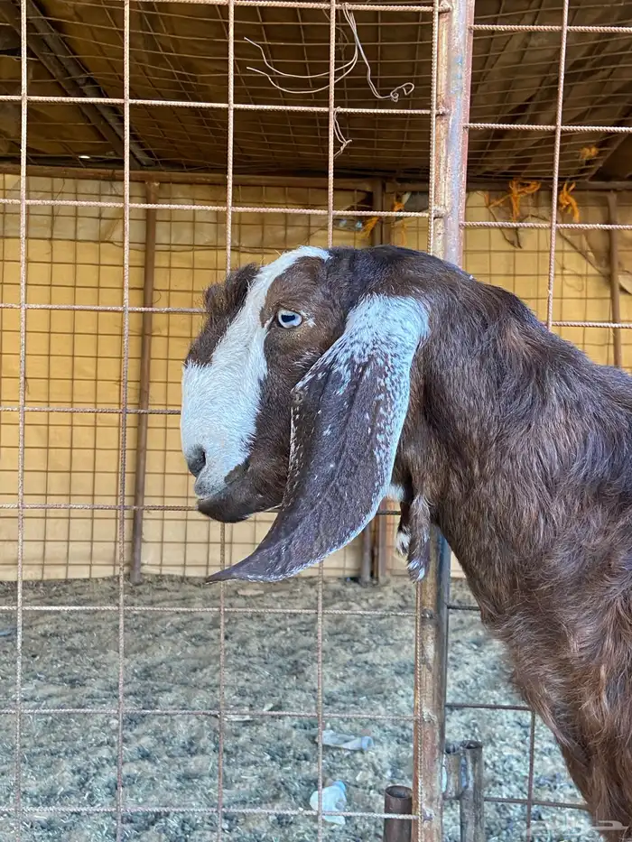 عنز شاميه للبيع 7