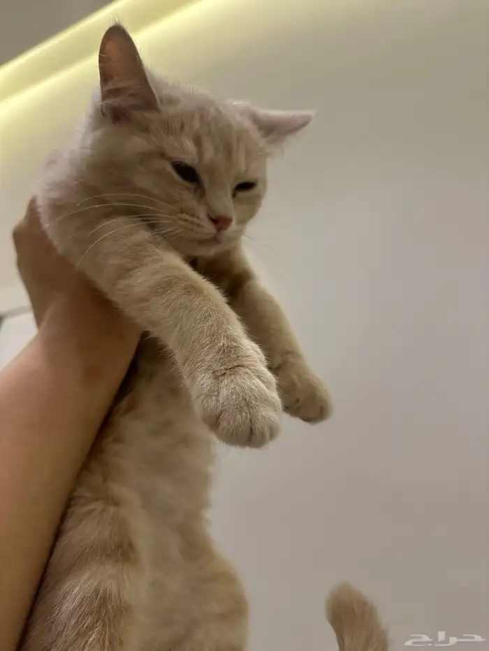 قطط للتبني الرياض 7