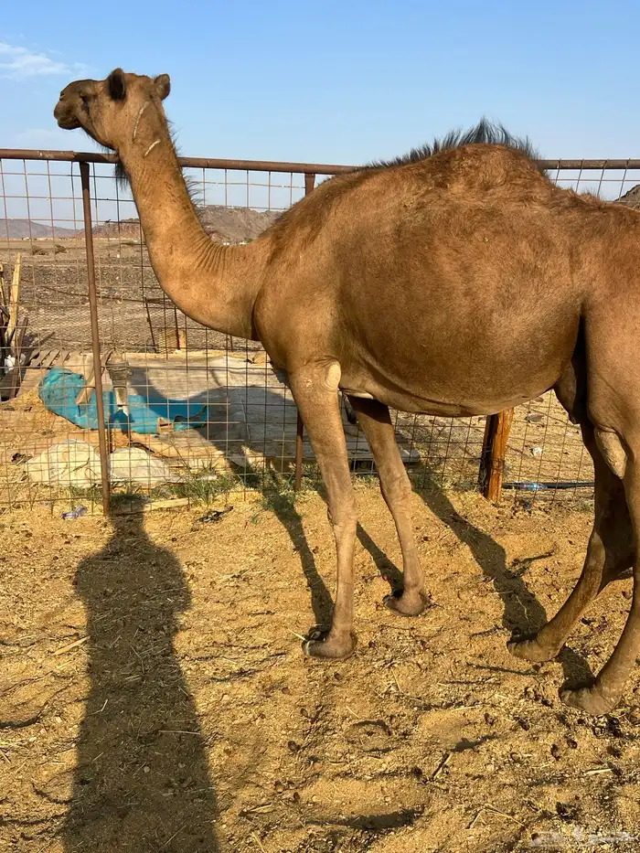 لقحات حمر ملاقيات من 6600 تم البيع 7