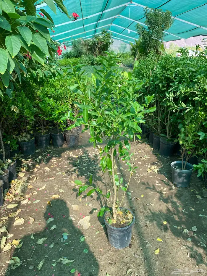 يتوفر شتلات بالجمله فقط 13