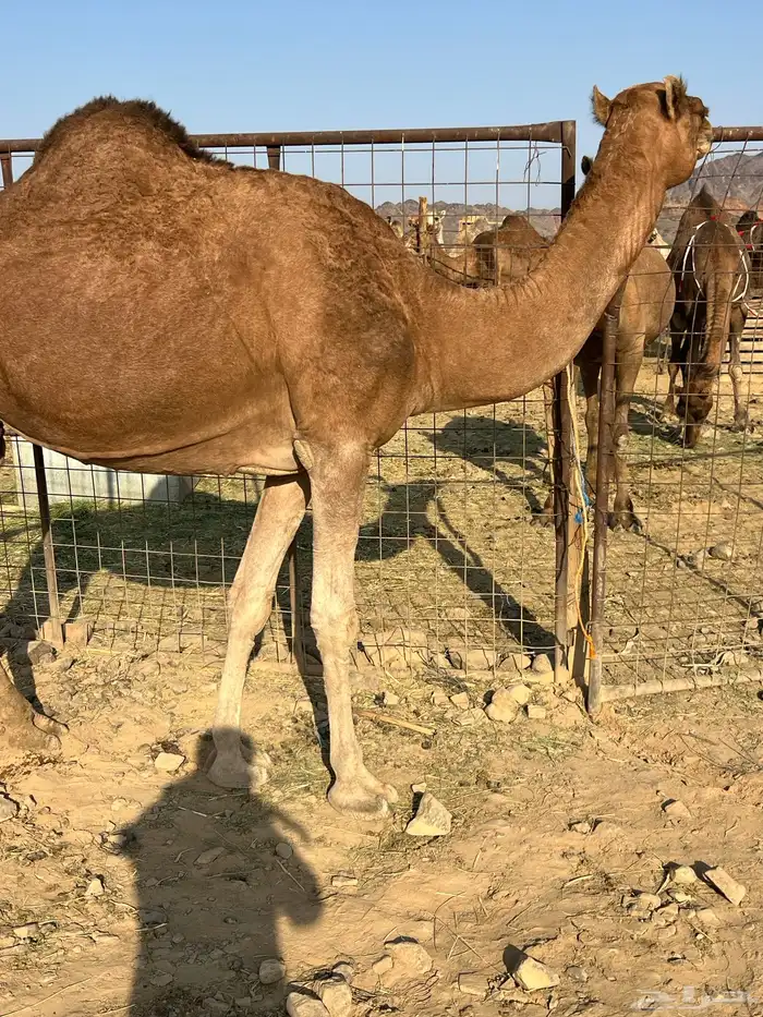 لقحات حمر ملاقيات من 6600 تم البيع 2