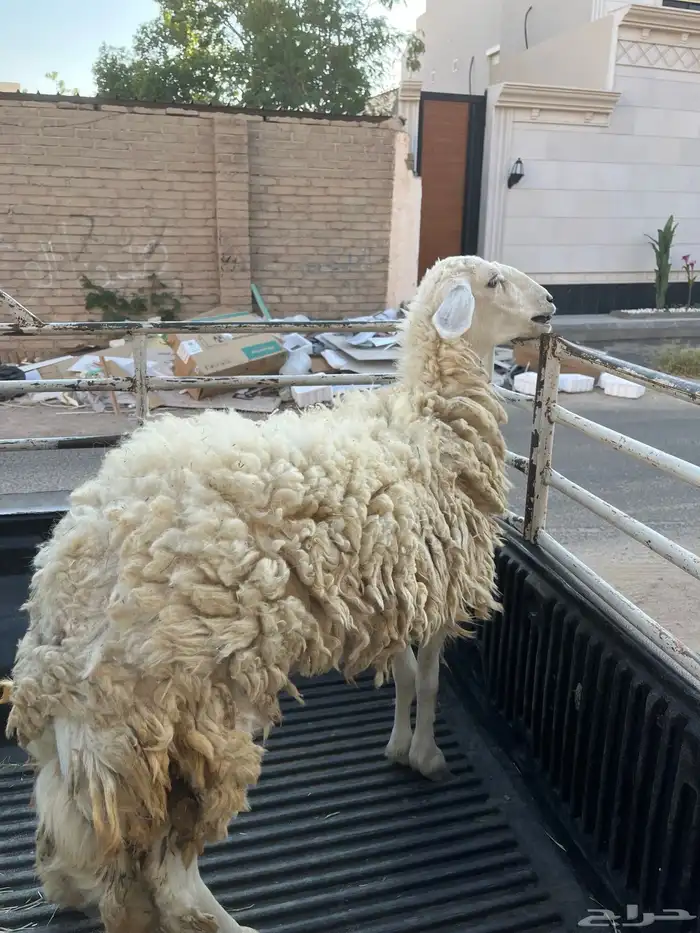 رخل ثنيه تم البيع 1300 0