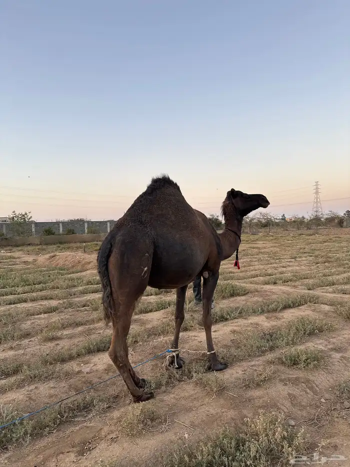 ناقه للبيع 3