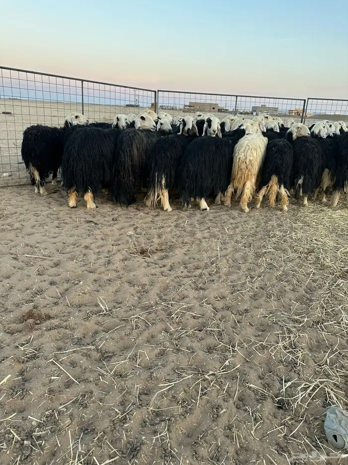 نجد مولده ودفيع 5