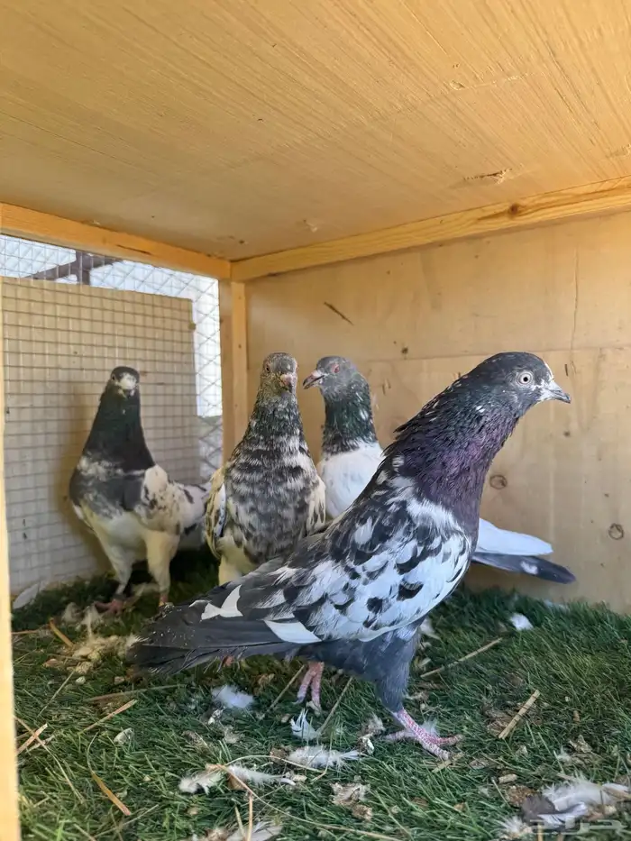 حمام بكستاني مستوى طيب 2