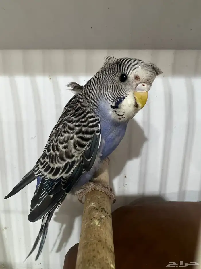 بلاك فيس سبلت هوقو 5