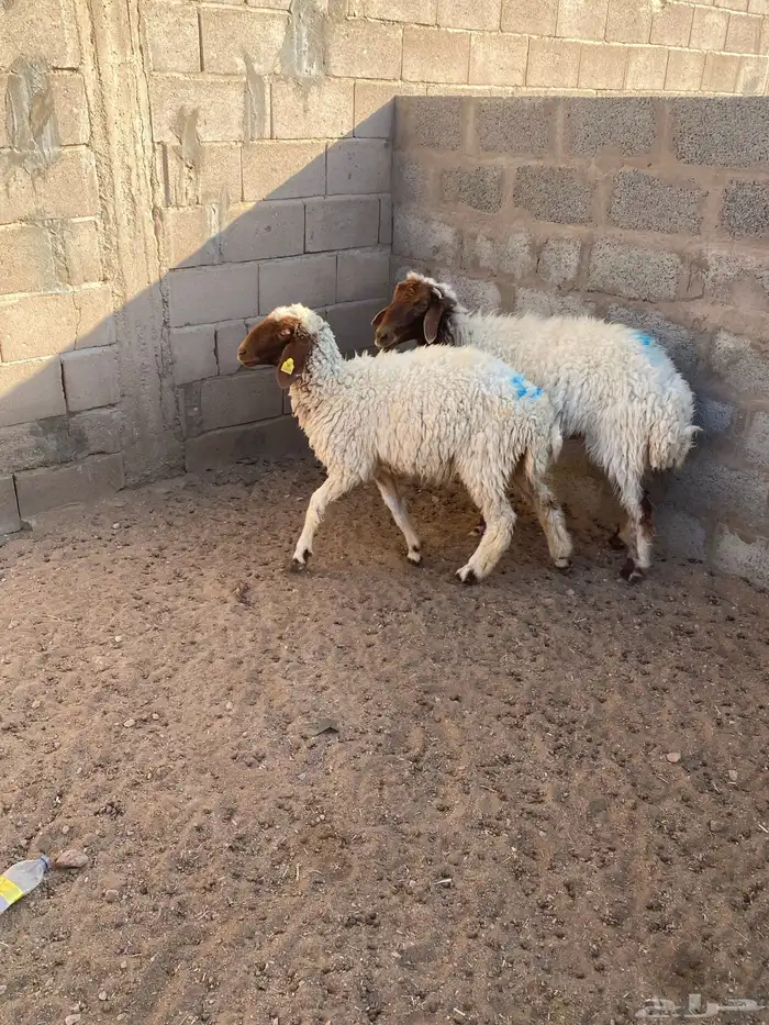 نعيمه معه رخله 2