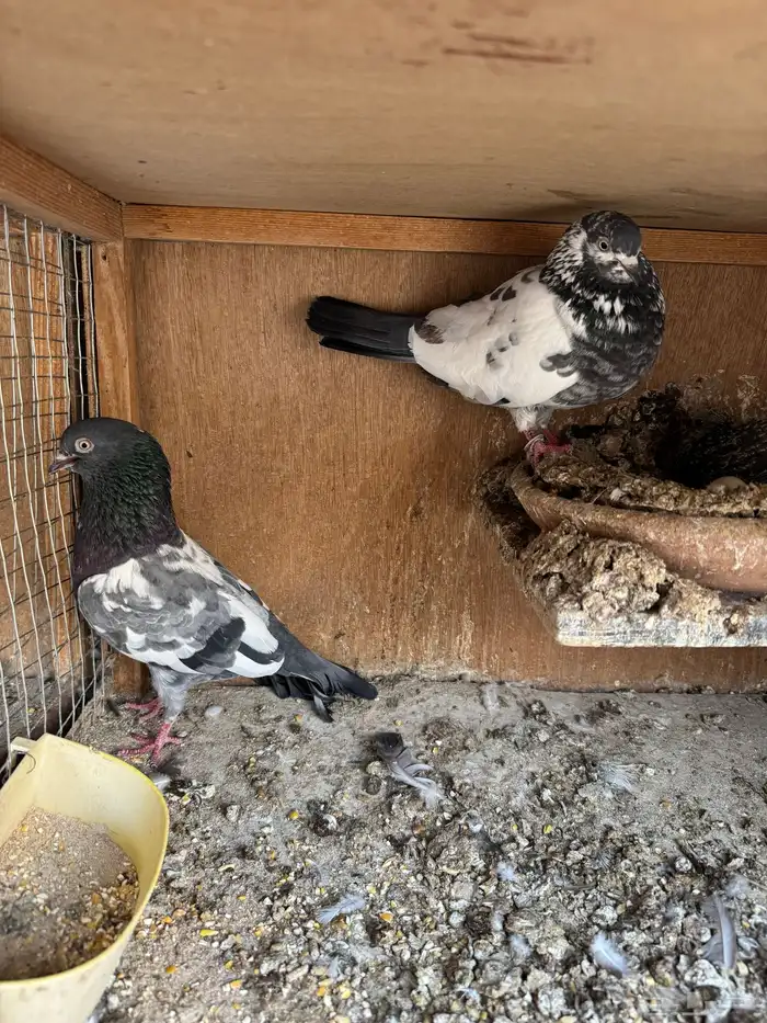 جوزين تيدي شينا 6