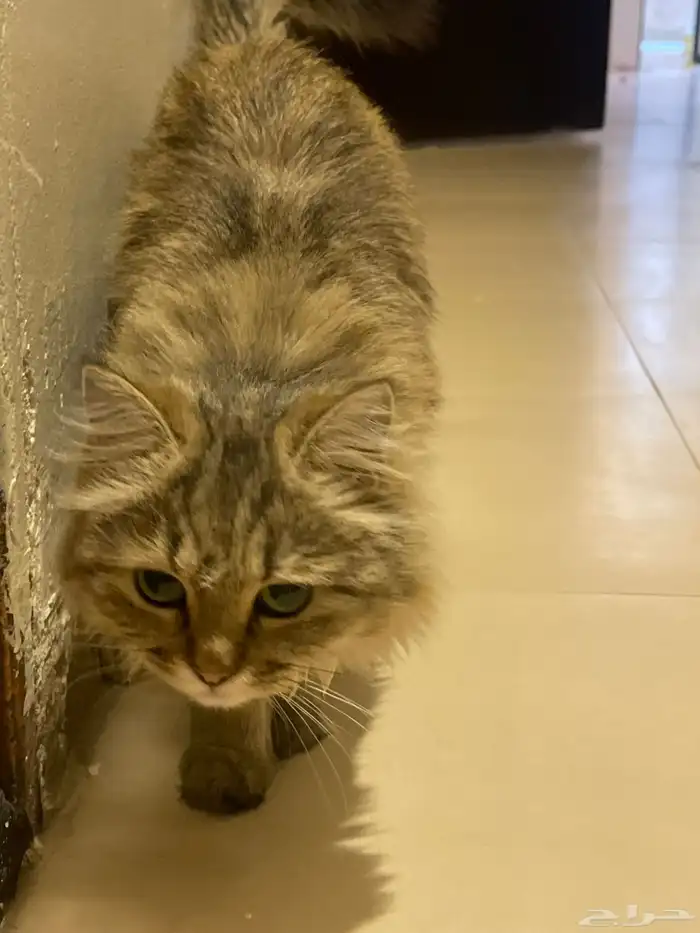 قط شيرازي لي التبني 1