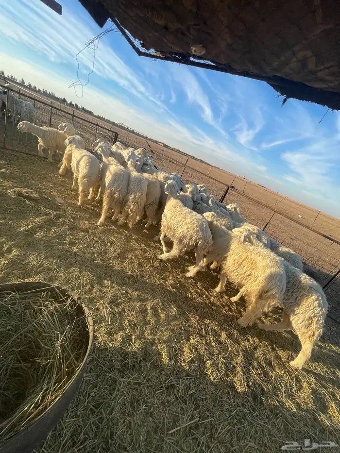 رخال جذعات وثنوات بعضها دفيع بفحلها للبيع 4