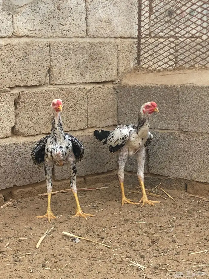 دجاج باكستاني 2