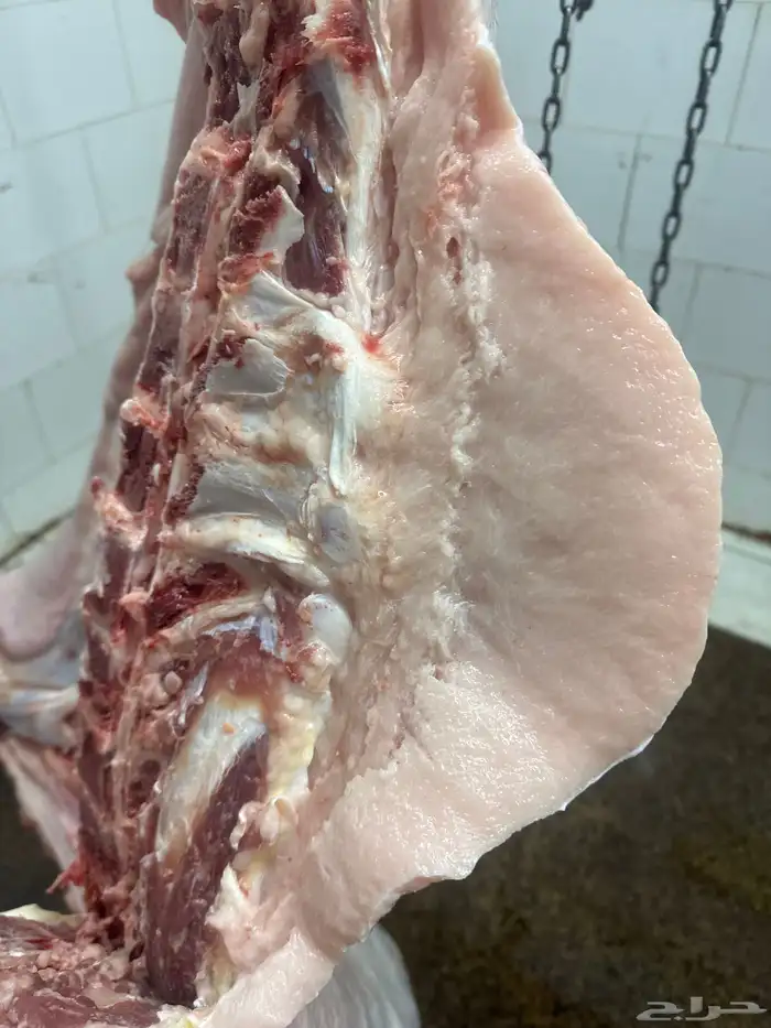 لباني شرط وعمره (6) والحم مضمون في الصحن 3