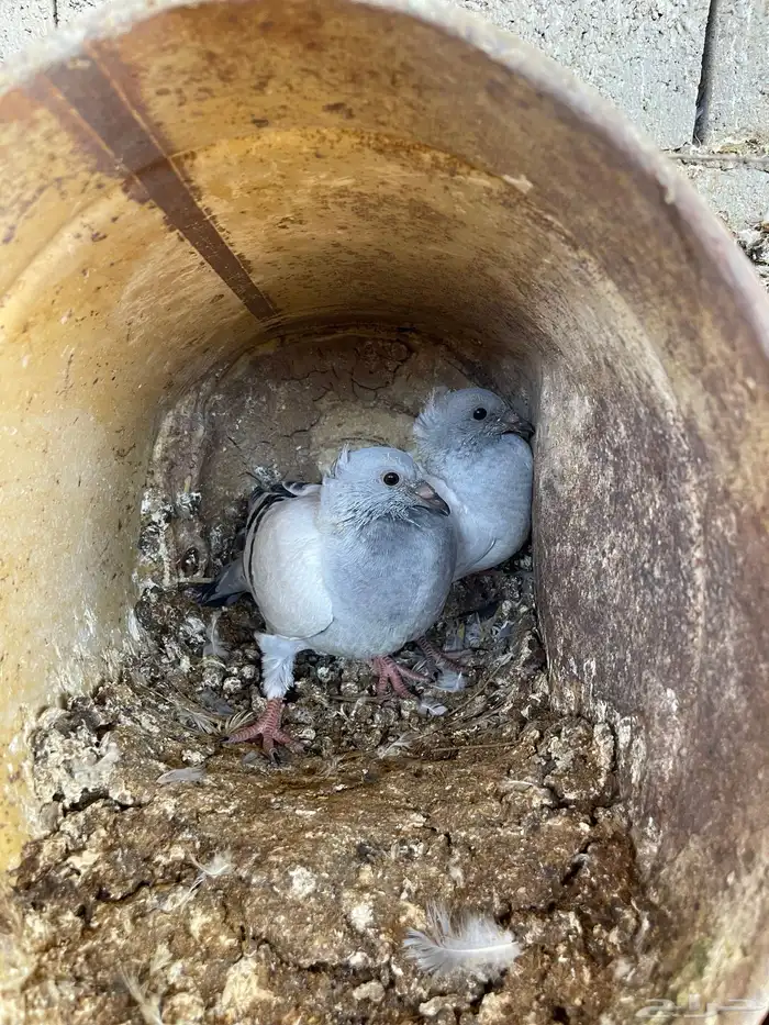 فراخه حمام زاجل وهندي 9