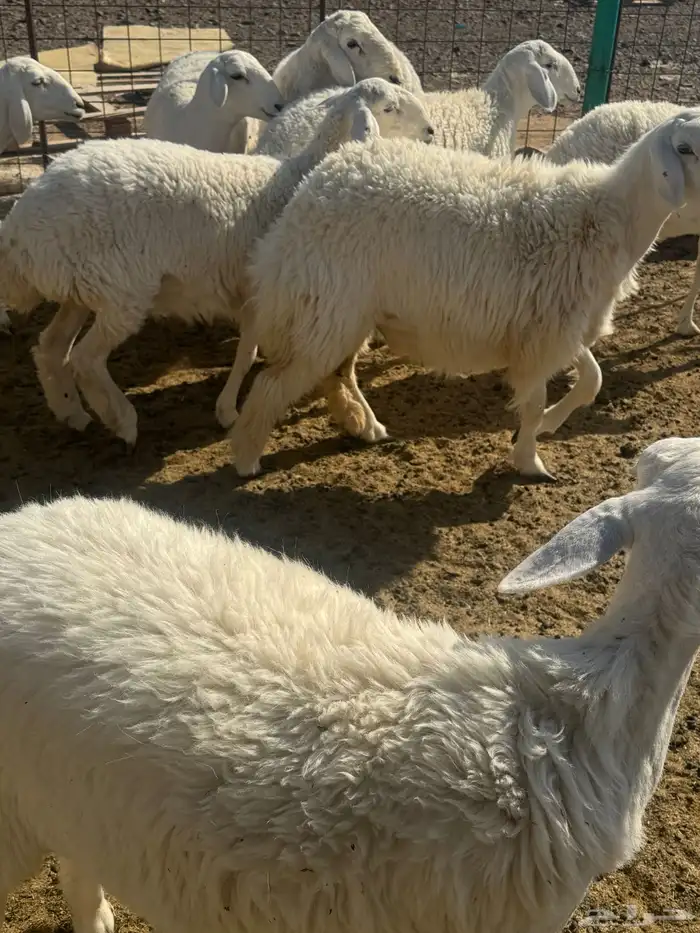 رخال جذعات للبيع 6