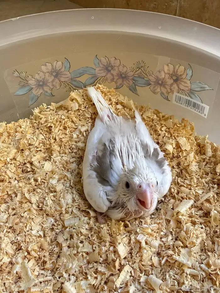 عشاق الطفرات والغر فرخين كوكتيل 0