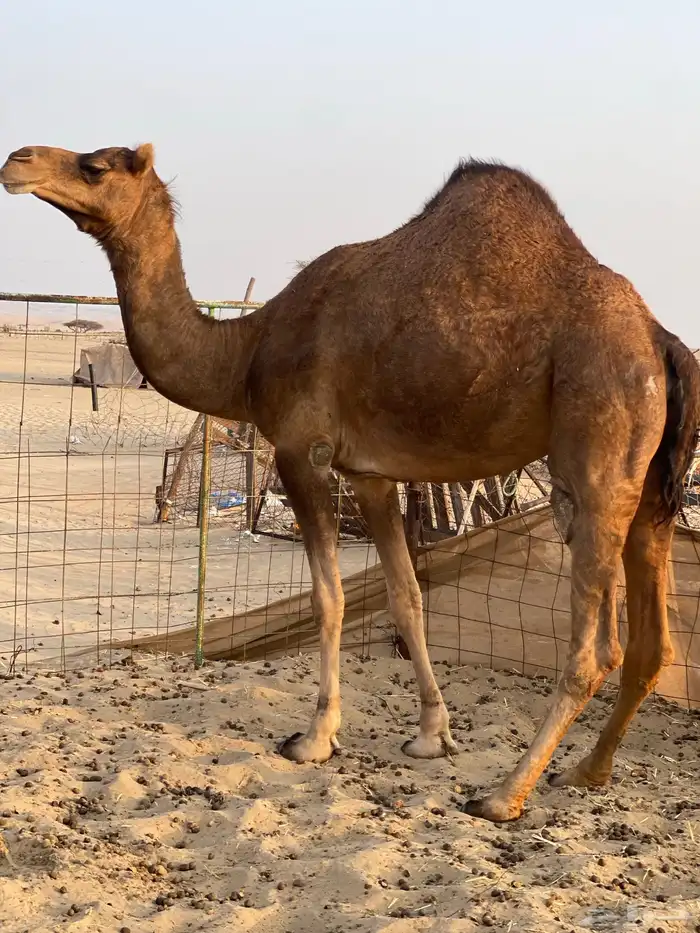 للبيع حايل متسلدت 4