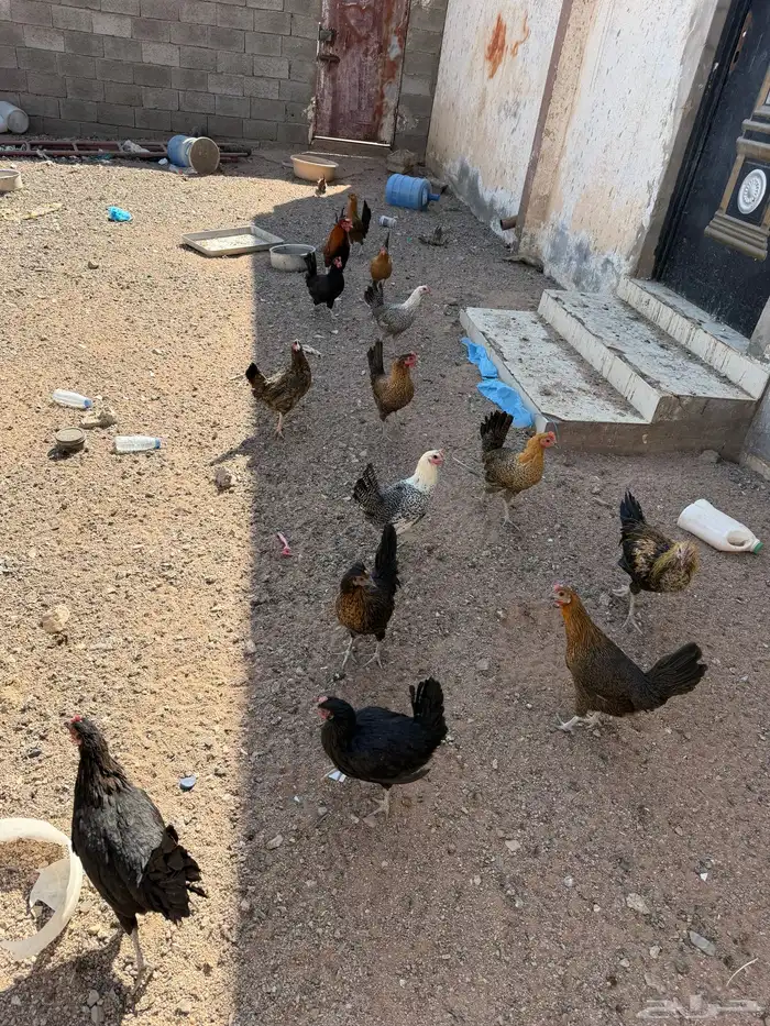 دجاج بلدي بياض شرط 3