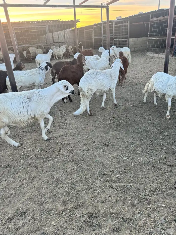 سواكن فل لحم وشحم كيلو 45 2