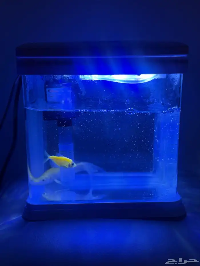 حوض سمك جديد للبيع مع طعامها 5