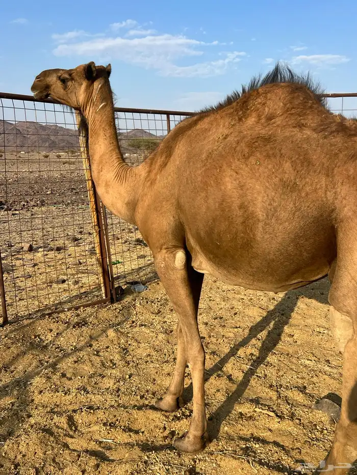 لقحات حمر ملاقيات من 6600 تم البيع 5