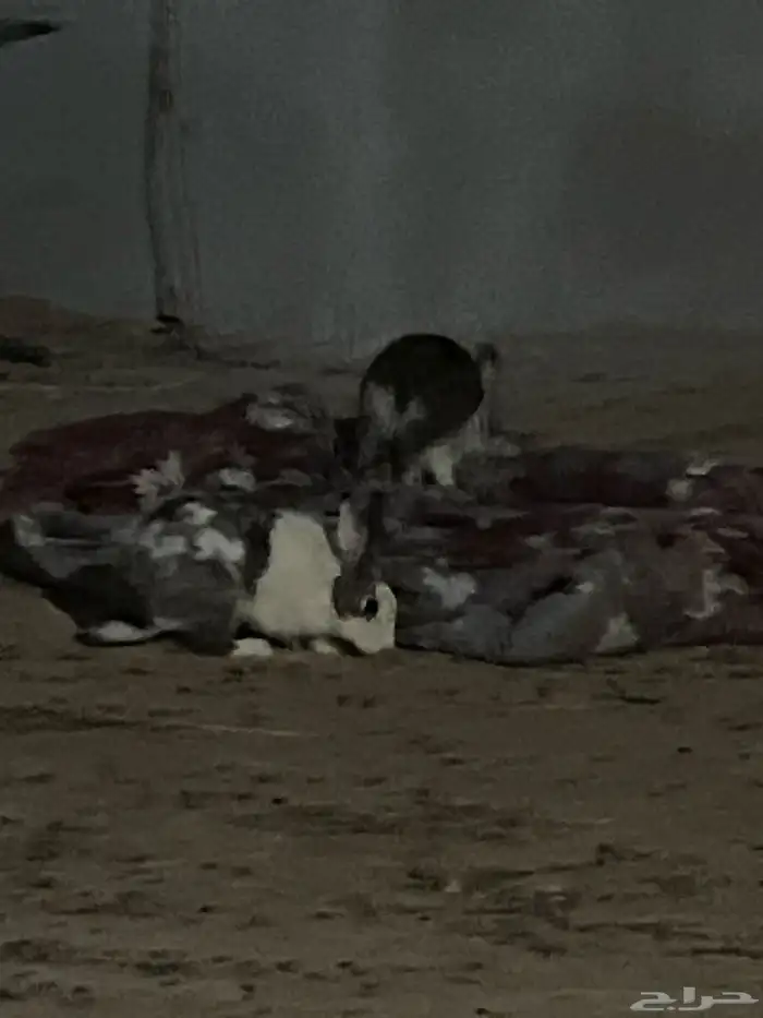 أرانب بلدي منتج مقاس كبير 2