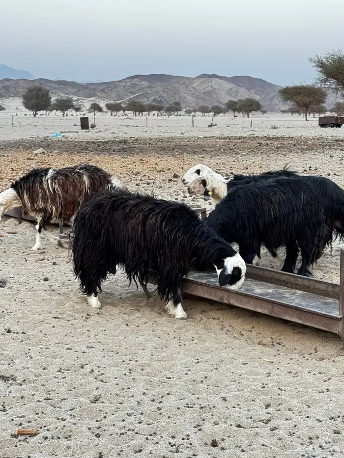 غنم نجد للبيع 5