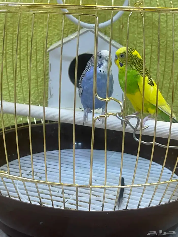 عصافير الحب مع القفص واغراضه 0