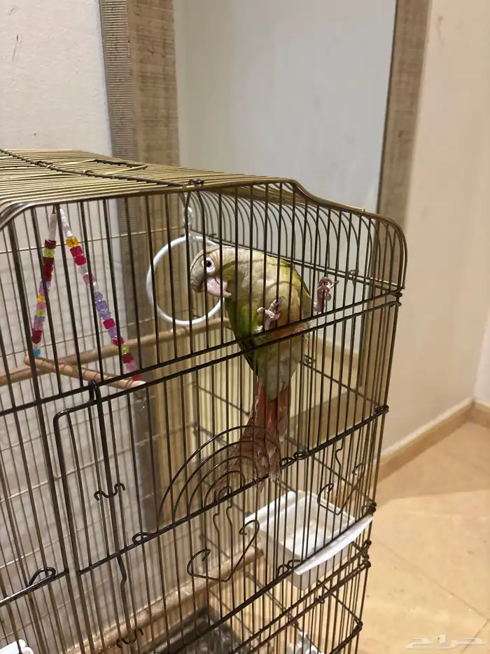 كنيور اليف وهدد 0