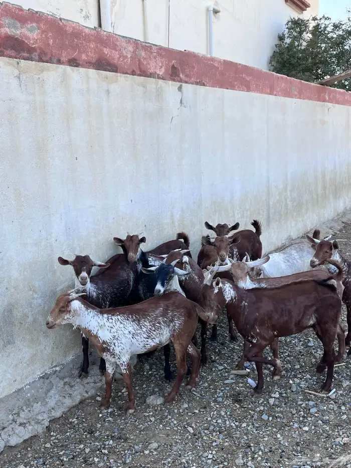 خبيش وشح دهم تأسيس مراح 3