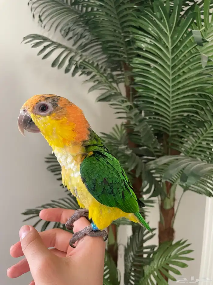 كايك وايت بيلي (تم البيع) 1