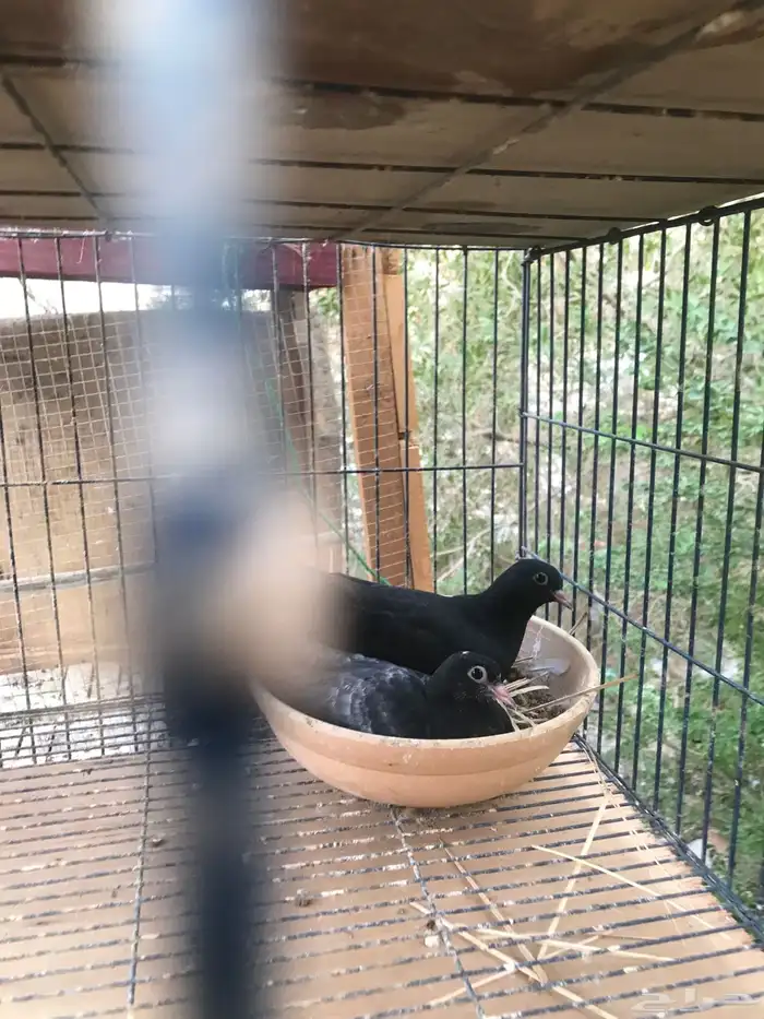 زوجين طبات صنعاني شيبه أسود 0