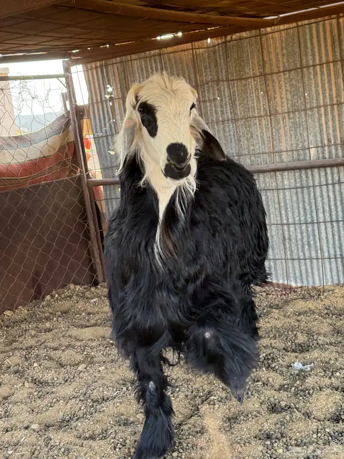 للبيع طلي جذع طيب 0