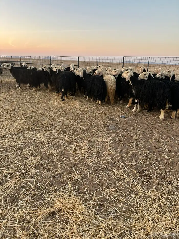 نجد مولده ودفيع 4