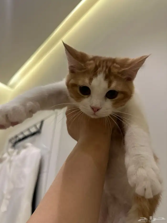 قطط للتبني الرياض 8