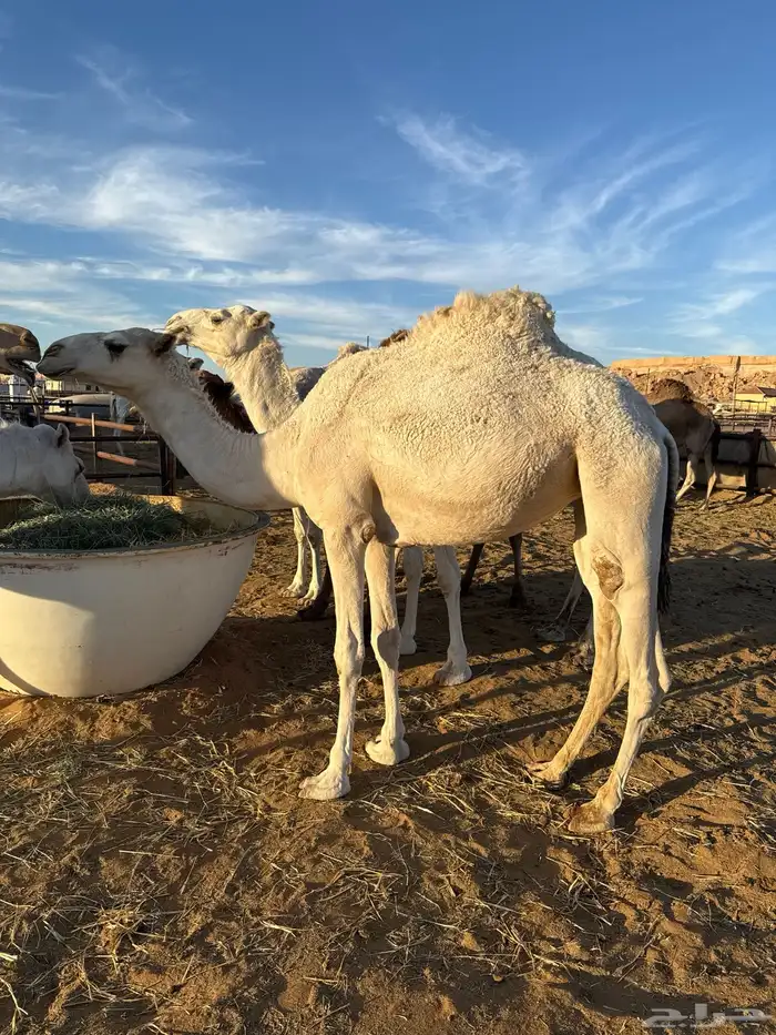 بكره حقه كفو 0