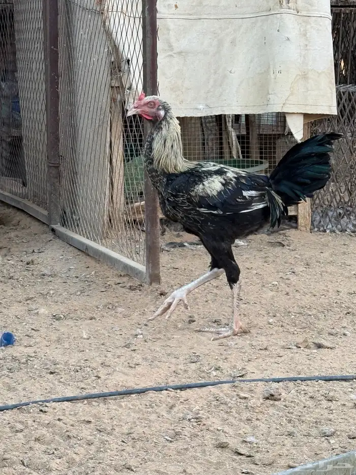 دجاج باكستاني 2