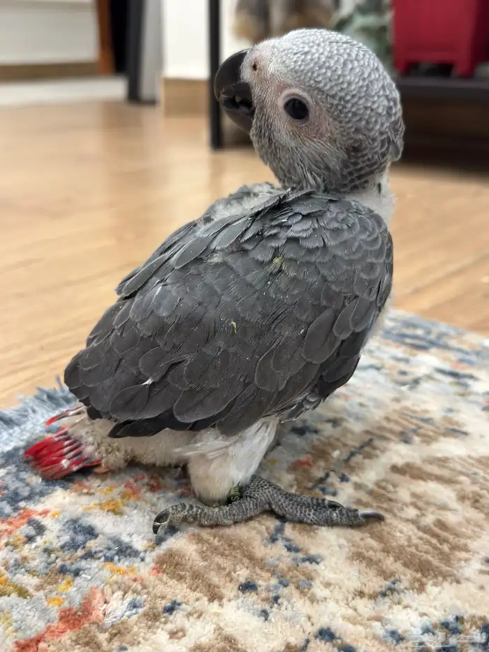 فرخ كاسكو عمر شهرين تقريبا 1