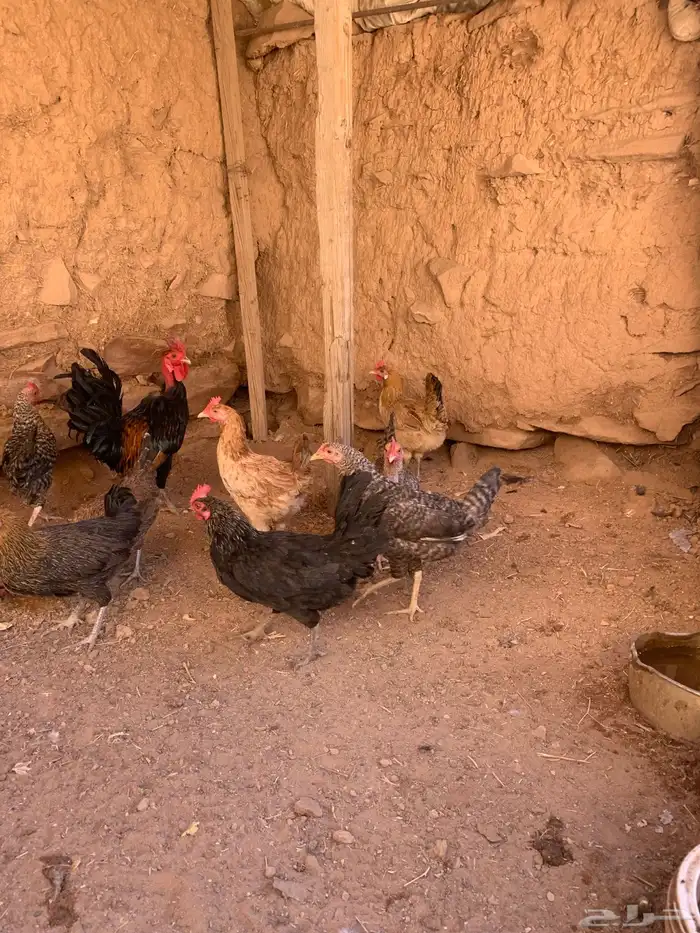 دجاج بلدي 11