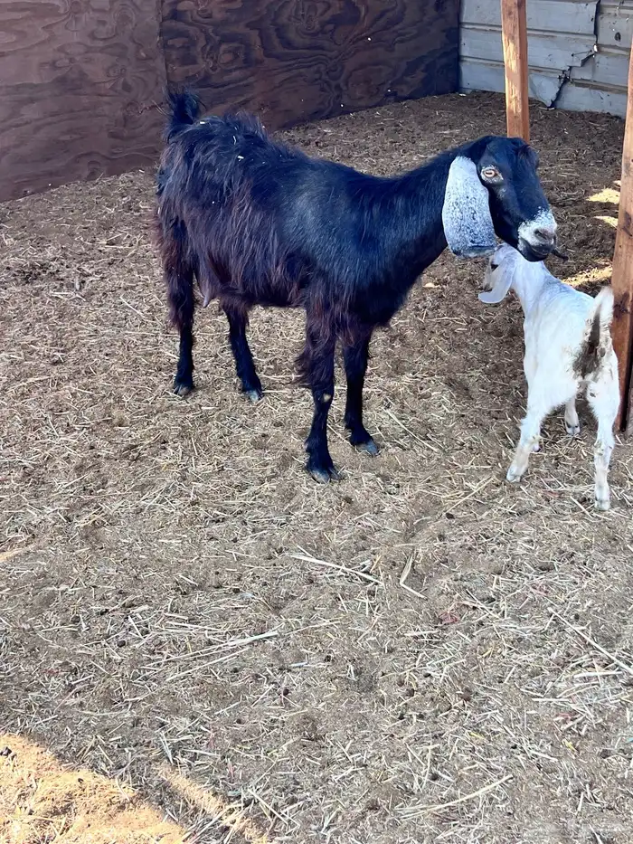 عنر  عارضيه متبوعه بجفره 3