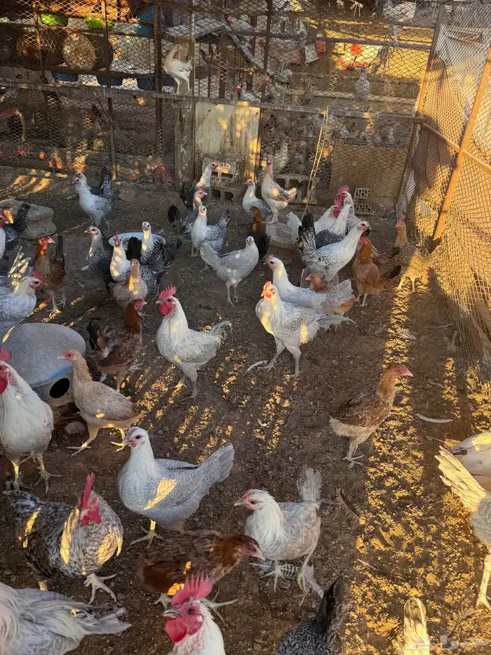 دجاج بياض بلدي فيوم المنيوم 5