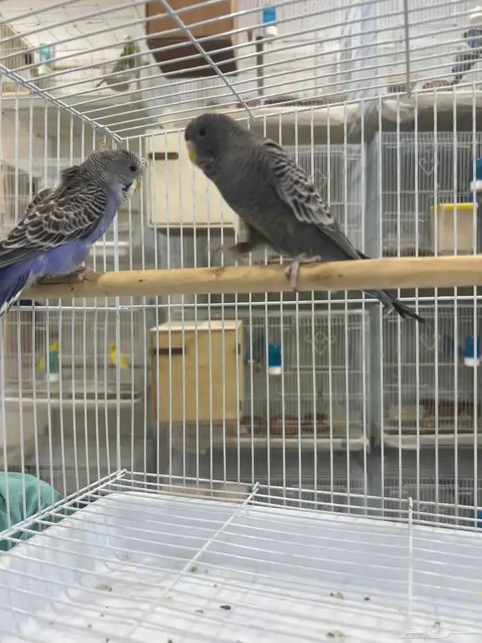 بلاك فيس سبلت هوقو 7