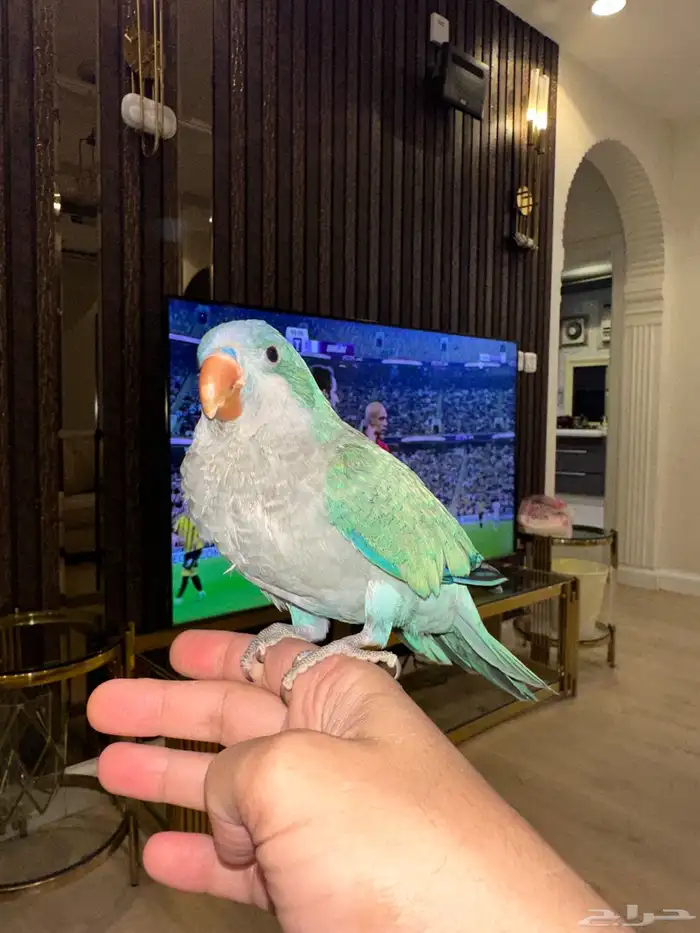 كويكر ازرق الراهب اليف متكلم 1