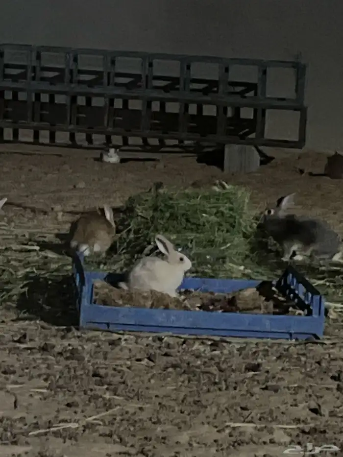 أرانب بلدي منتج مقاس كبير 1