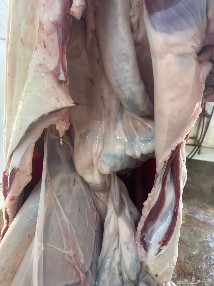 لباني شرط وعمره (6) والحم مضمون في الصحن 2