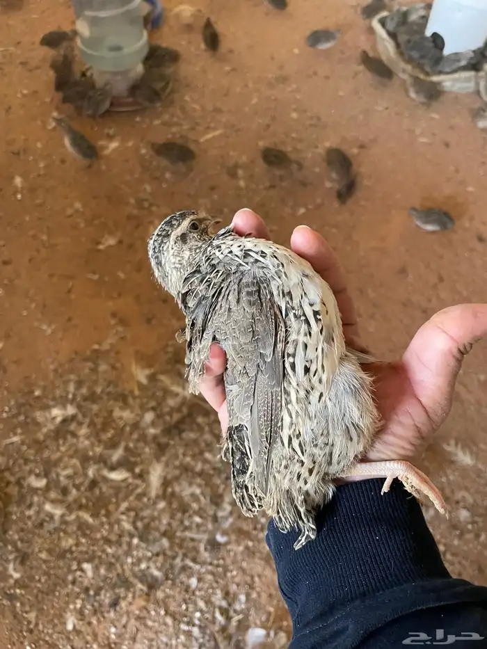 سمان بياض ياباني 3 ريال الحبة 2